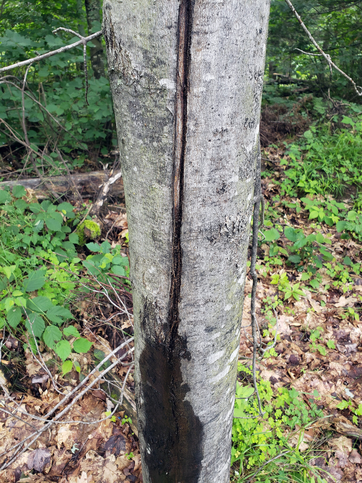 ‘Exploding Trees’ Face Long-term Impacts