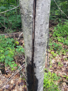 The trunk of a maple showing a long vertical crack, caused by freezing weather. The crack has become infected with bacteria that creates an ooze called slime flux.
