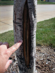 A large vertical crack in the trunk of a tree, which grows wider as the bark dries out and separates from the wood beneath.