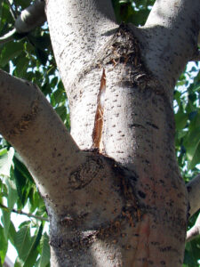 Closeup of cracked bark on a young tree, caused by cold weather. The cracks often open wider as they dry.