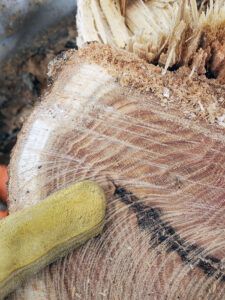 Closeup of a tree stump showing a healed-over frost crack.