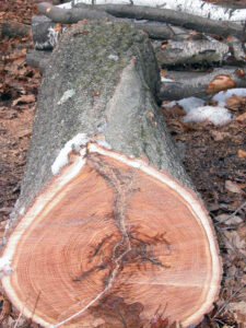 Closeup of a cross-section of a tree showing a deep crack, caused by cold weather. The tree had attempted to grow over the wound for a number of years.