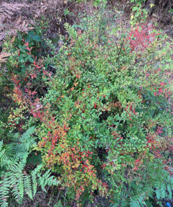 The invasive plant japanese barberry growing in a woodland area.