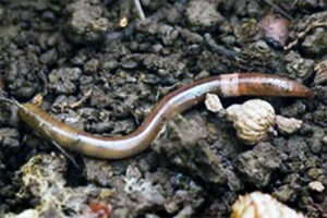 Closeup of a jumping worm on soil.