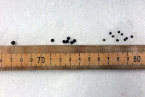 Closeup photo of cocoons that contain jumping worm eggs, next to a ruler showing centimeters.