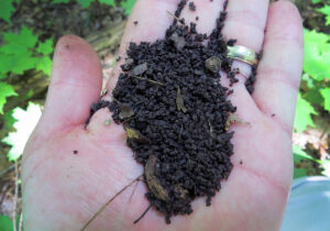 Closeup of a hand holding soil infested by jumping worms. The infested soil often resembles coffee grounds.