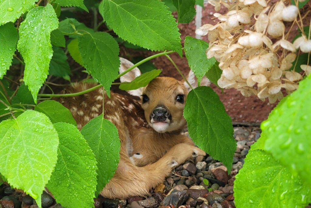 fawn behind leaves