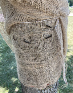 Caterpillars being trapped by burlap wrapped around a tree.