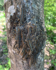 Closeup of caterpillars on a tree.