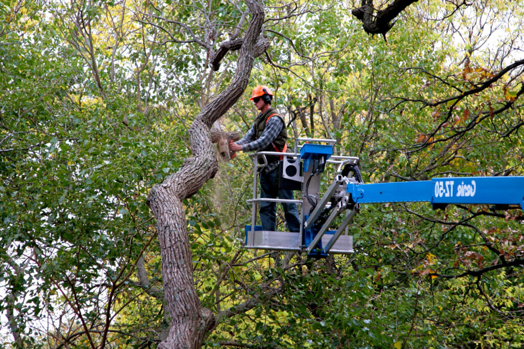 man cutting a branch with a chainsaw
