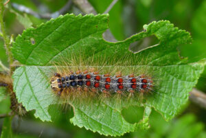 Close-up of caterpillar feeding on a leaf.