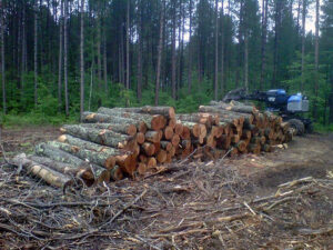 A pile of freshly processed hardwood timber.