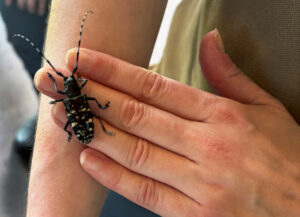 Closeup of an insect crawling on a person's hand.
