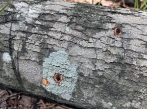 A log showing two holes chewed by insects.
