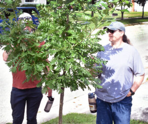 Two workers inspecting a tree's leaves.