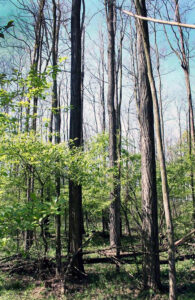 Wide view of struggling black locust trees.