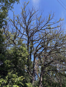 A wide view of declining oak trees following spongy moth defoliation and drought.