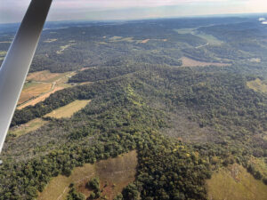 Aerial photo of a tree plantation showing some tree mortality.