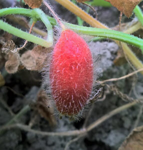 Closeup of red hailstone fruit.