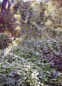 A large creeping vine blankets neighboring trees and plants.