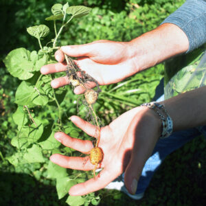 Two hands holding tubers of the red hailstone plant.
