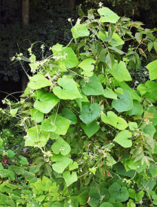 Closeup of a bur cucumber plant.