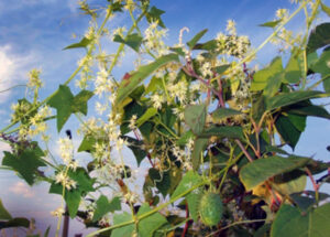 A native wild cucumber plant with flowers and fruit.