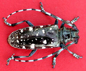 Closeup of female Asian longhorned beetle.