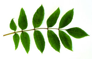 Closeup of ash leaves