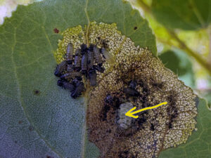 Closeup of beetles, and a cluster of eggs, on an aspen leaf.