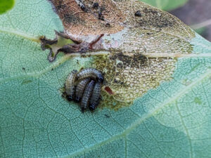 Closeup showing beetles feeding in a group on an aspen leaf.