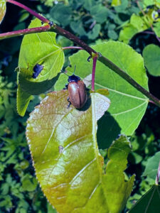 Closeup of a beetle feeding on a leaf.