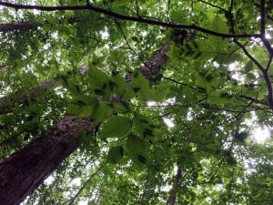 A view upward at an infected beech tree.