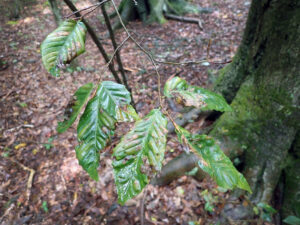 Closeup of leaves of an infected beech tree.