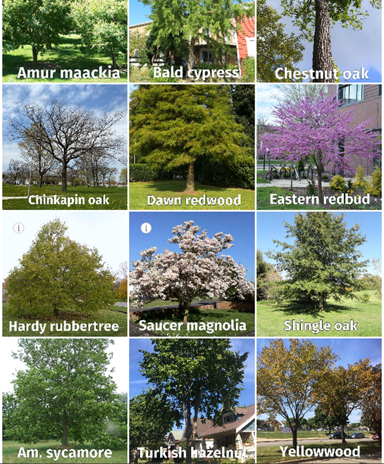 Screenshot from “Planting for the Future” story map, featuring a dozen species that may have lower vulnerability to effects of climate change. The species are Amur maackia, bald cypress, chestnut oak, chinkapin oak, dawn redwood, eastern redbud, hardy rubbertree, saucer magnolia, shingle oak, American sycamore, Turkish hazelnut and yellowwood.