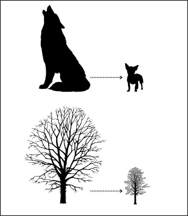 an image of a wolf next to a chihuahua and an image of a large tree next to a small tree