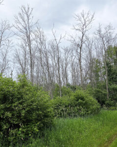 Wide view of a stand of dying or dead ash trees.