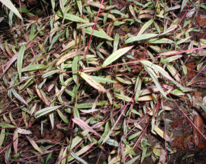 Japanese stilt grass leaves turning color from green to red.