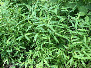 Wide view of a patch of Japanese stilt grass.