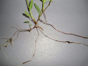 Closeup of Japanese stilt grass root system.