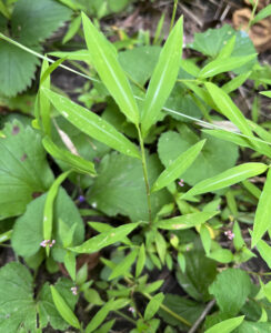 Closeup showing stripes on Japanese stilt grass leaves.