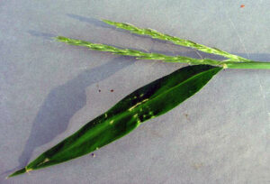 Closeup of Japanese stilt grass spikelets.