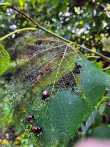 Beetles feeding on a basswood leaf.