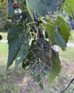 Closeup of damaged birch leaves.