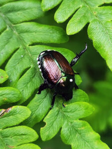 Closeup of beetle feeding on leaf, with parasitic eggs on its back.