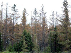 Wide view of stand of trees