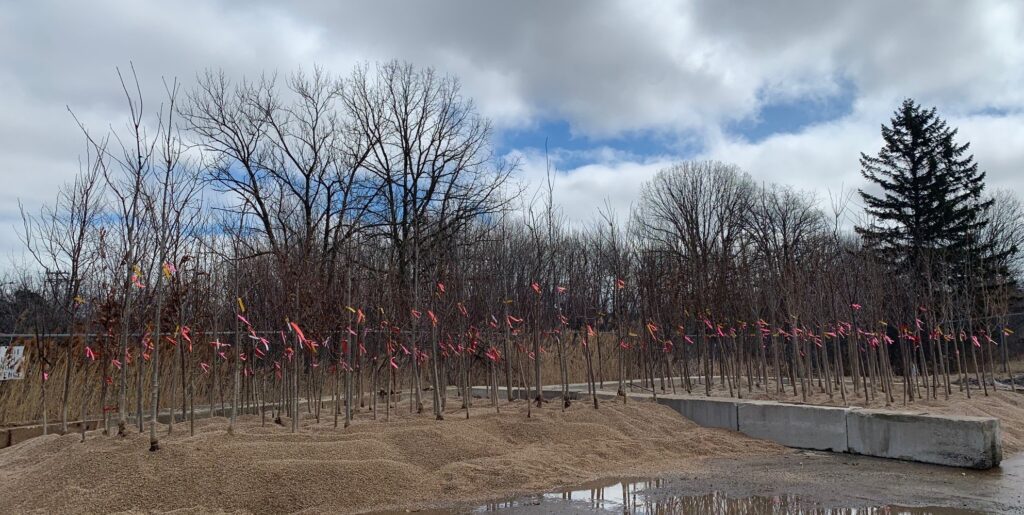 trees in a gravel bed waiting to be planted