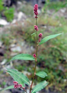 Closeup of flowers of non-native lady's thumb.
