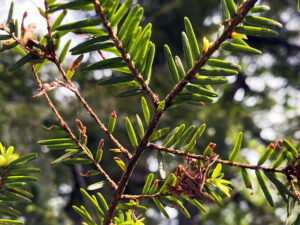 Closeup of hemlock branches showing missing and damaged needles.