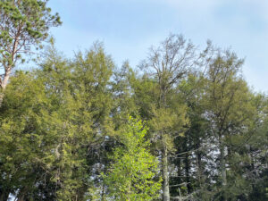 Wide view of canopies of spruce trees affected by spruce budworm.